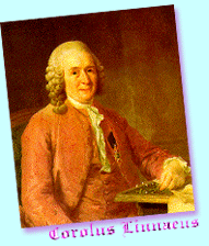 Jorolus Linnaeus ѡԷҪഹ