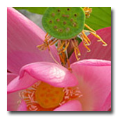 ǧ